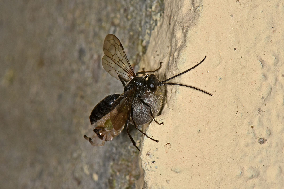 Pompilidae e Ichneumonidae suo parassitoide